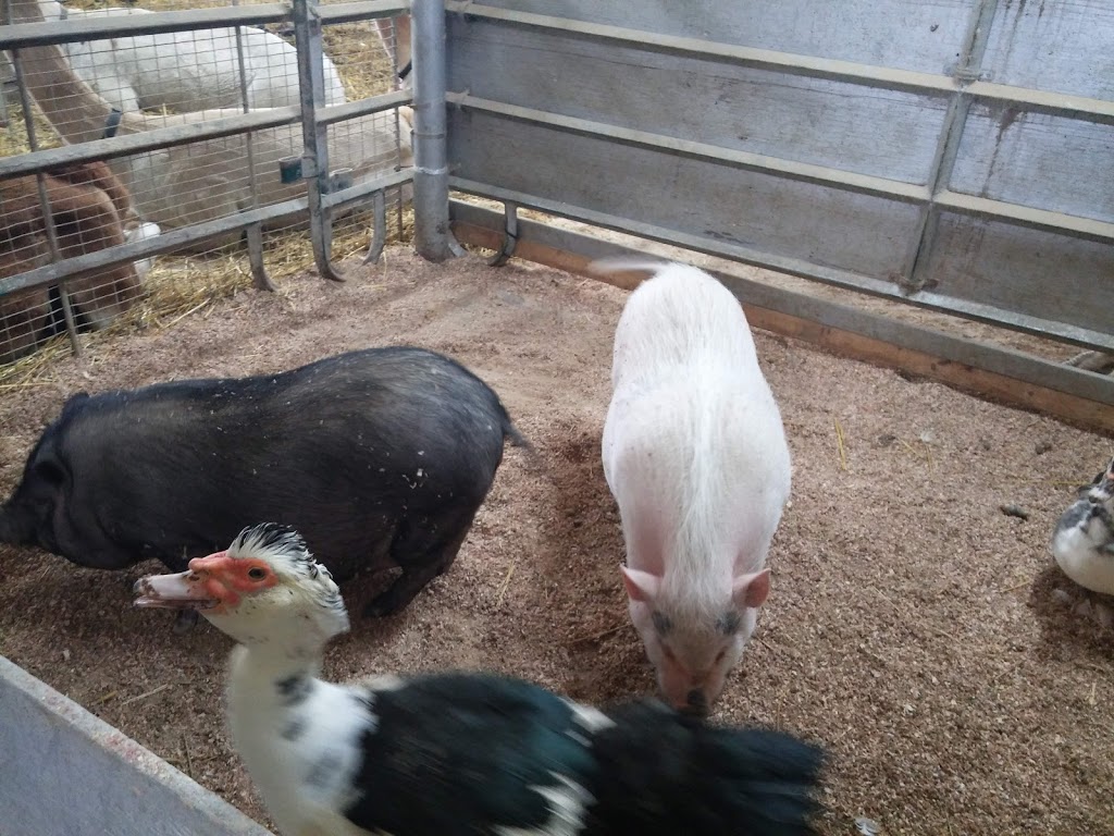 Ferme Bel Alpaga | 1331 2e Rang, Saint-Bonaventure, QC J0C 1C0, Canada | Phone: (819) 396-1498