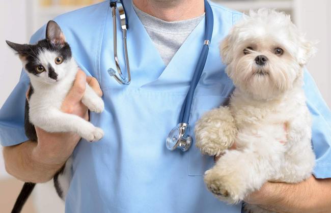 Norgate Animal Hospital | 1435 Marine Dr, North Vancouver, BC V7P 1T5, Canada | Phone: (604) 980-2222