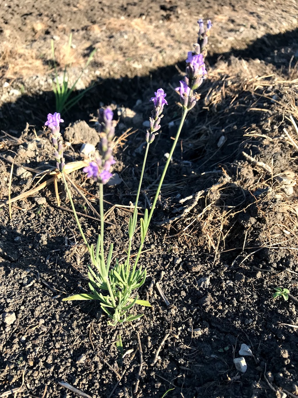 Ridgeway Lavender | 3359 Third Concession Rd, Port Colborne, ON L3K 5V5, Canada | Phone: (289) 969-1717