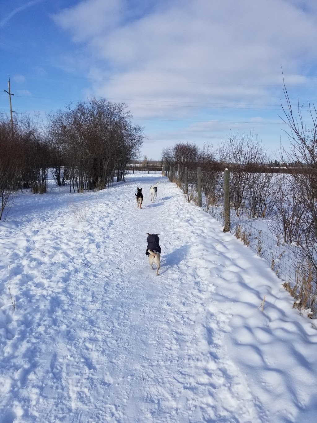 Umbach Off-leash Dog Park | 969 Boulder Blvd, Stony Plain, AB T7Z 2Y2, Canada