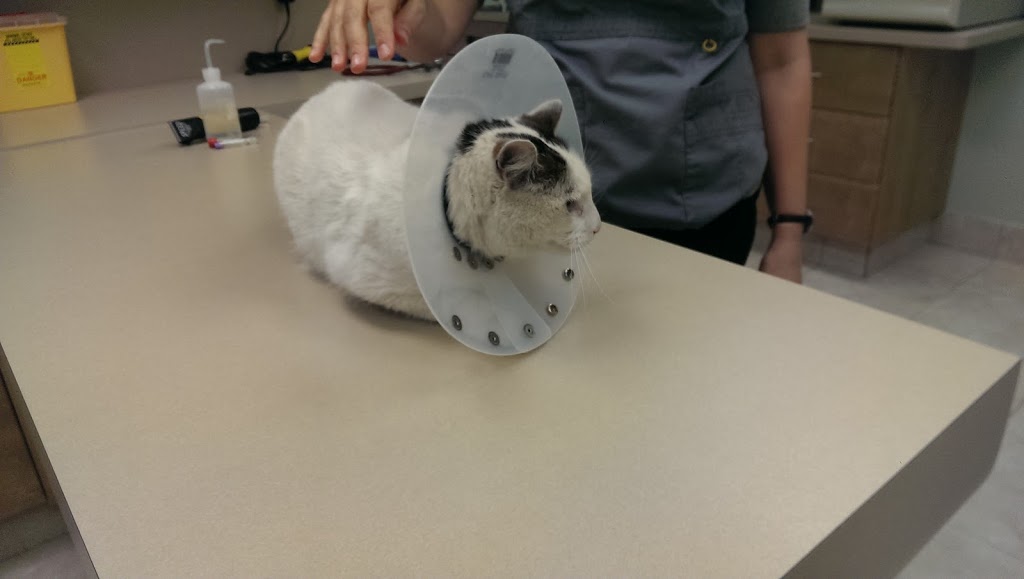 Rideau River Animal Hospital | 3987 Riverside Dr #2, Ottawa, ON K1V 1C1, Canada | Phone: (613) 737-9663