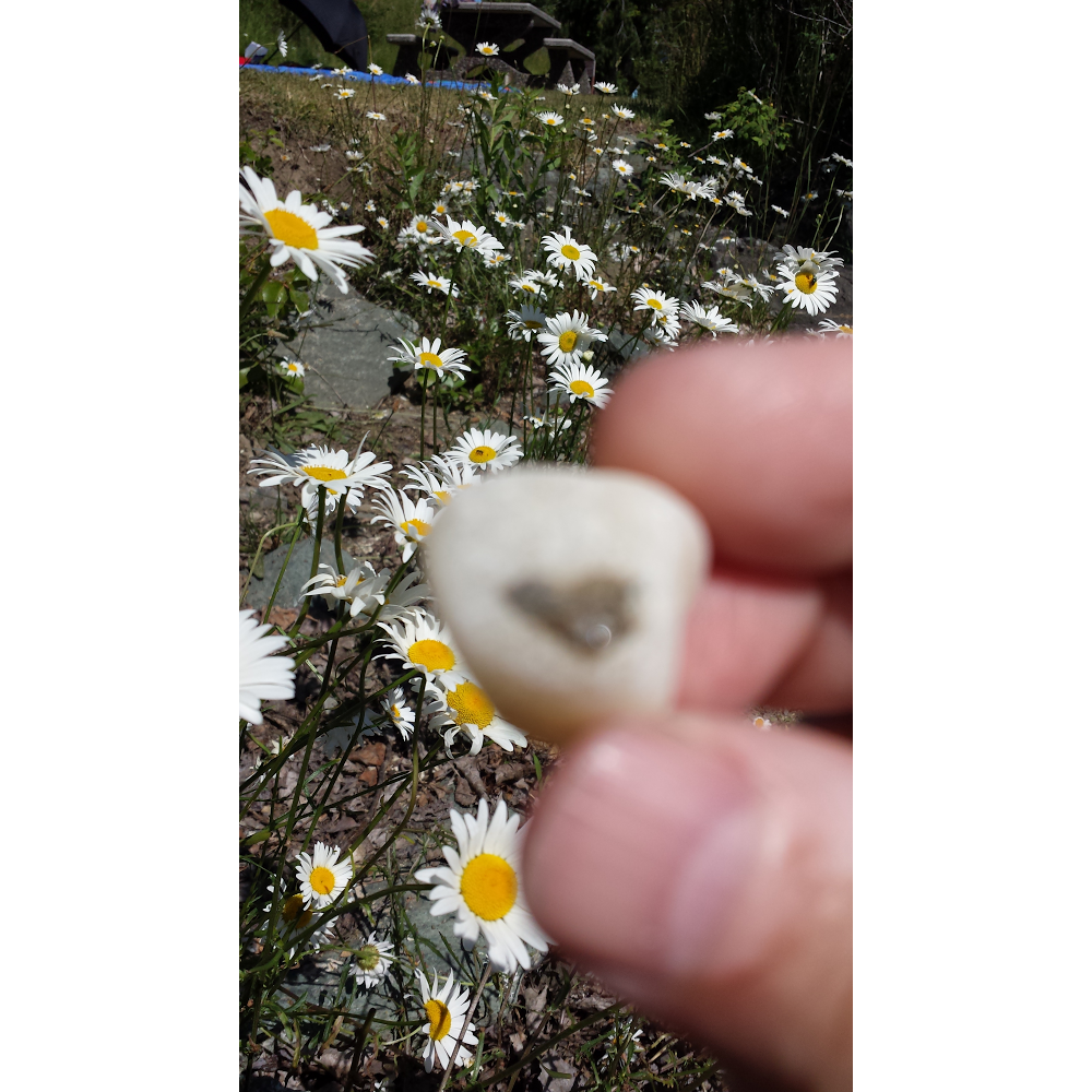Free Spirit Bio-Energy Healing | 3224 28 St SW, Calgary, AB T3E 2J6, Canada | Phone: (403) 473-2575