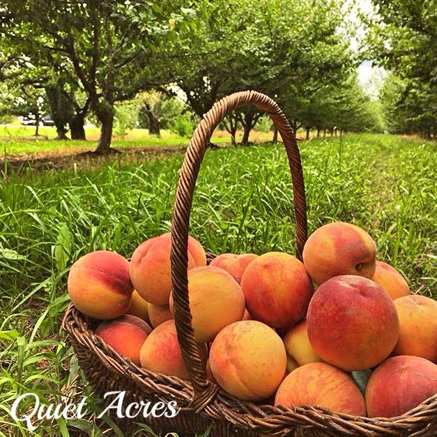 Quiet Acres | 672 Lakeshore Rd, Niagara-on-the-Lake, ON L0S 1J0, Canada | Phone: (905) 651-4232