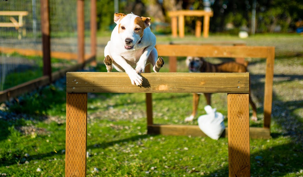 Paws For A Beer | 501 Harris Ave, Bellingham, WA 98225, USA | Phone: (360) 733-7297