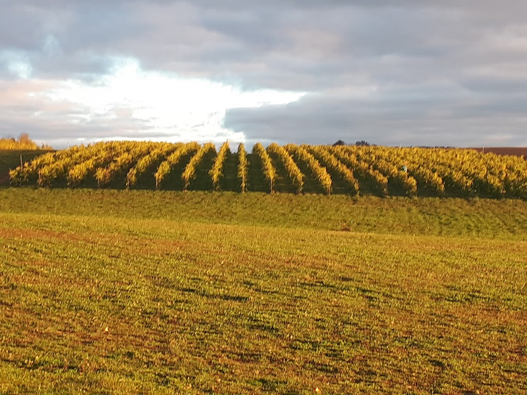 Raven Hill Vineyards | 11140 Nova Scotia Trunk 1, Wolfville, NS B4P 2R1, Canada | Phone: (902) 690-5619