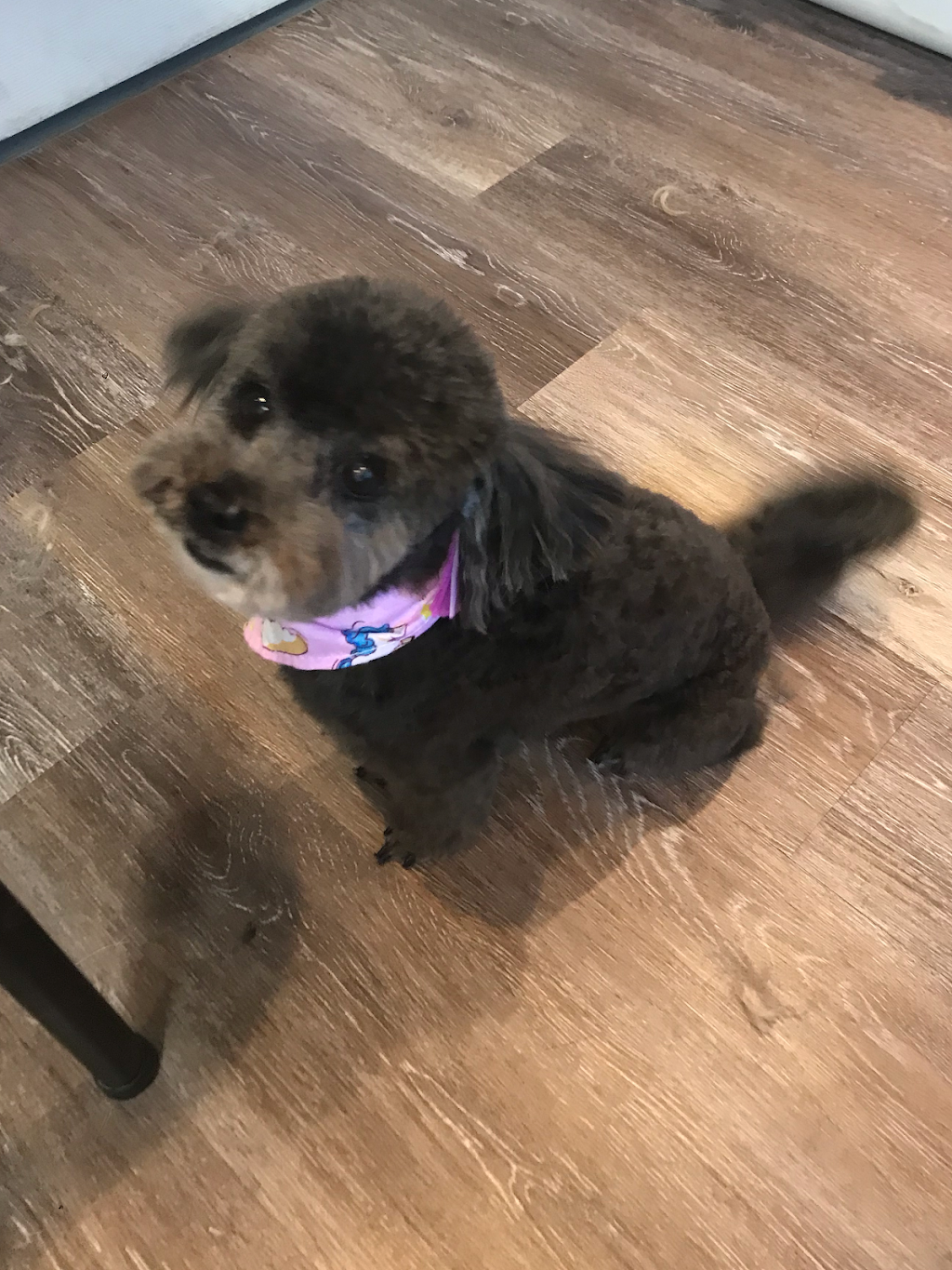 Tip-Top Tailz Pet Spa | 3928 Claxton Loop SW, Edmonton, AB T6W 1Y6, Canada | Phone: (780) 880-9864