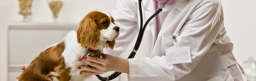 Dr. Eve Biron inc veterinary clinic. | 40 Rue Bégin, Drummondville, QC J2B 2T8, Canada | Phone: (819) 478-1838