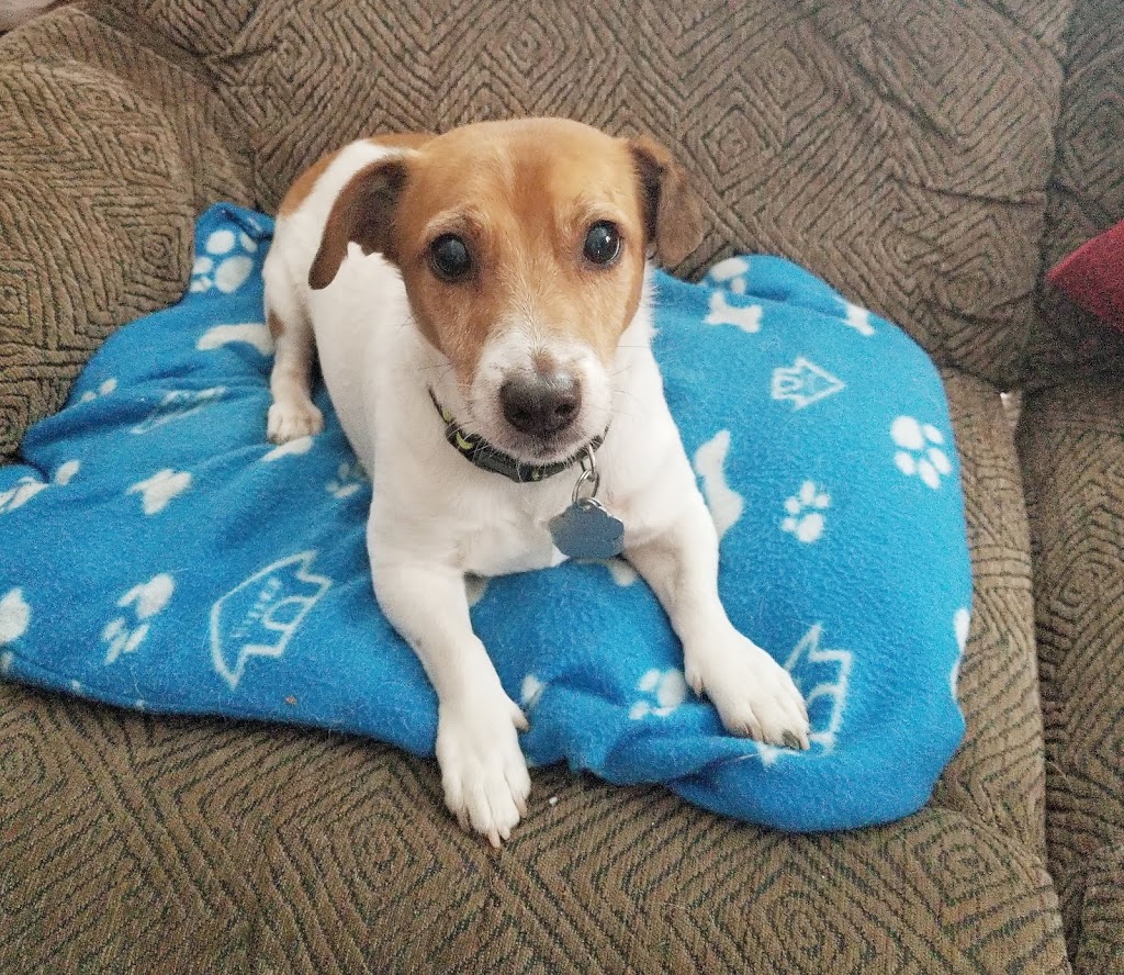 Markdale Veterinary Services | 26 Main St E, Markdale, ON N0C 1H0, Canada | Phone: (519) 986-2800