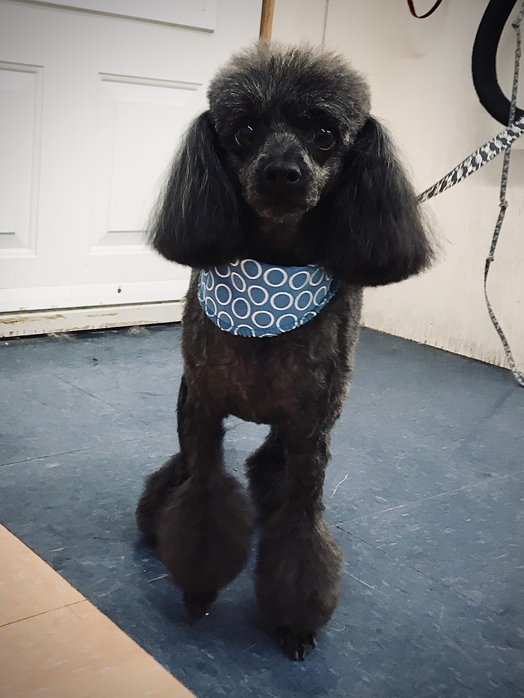 Centre de formation toilettage aux petits soins | 185 Bd Antonio-Barrette, Notre-Dame-des-Prairies, QC J6E 1E6, Canada | Phone: (450) 758-1855