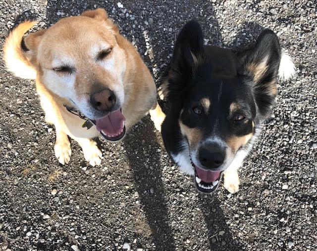 The Jogging Dog | 14 W McGonigle Pl, Cochrane, AB T4C 1L4, Canada | Phone: (403) 389-7737