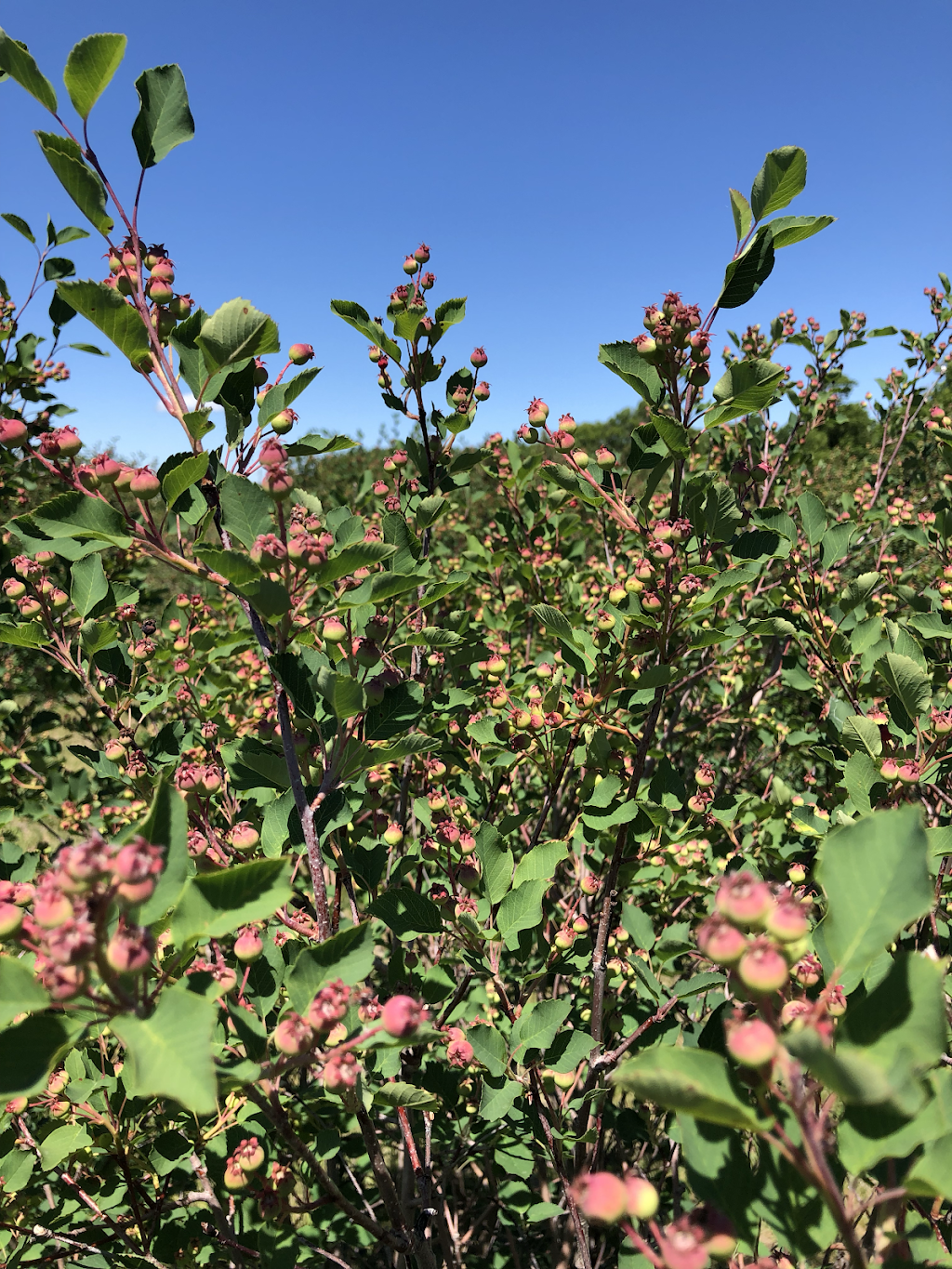 Purple Berry Orchard | Perimeter Hwy, Manitoba R0H 1E0, Canada | Phone: (204) 461-2623