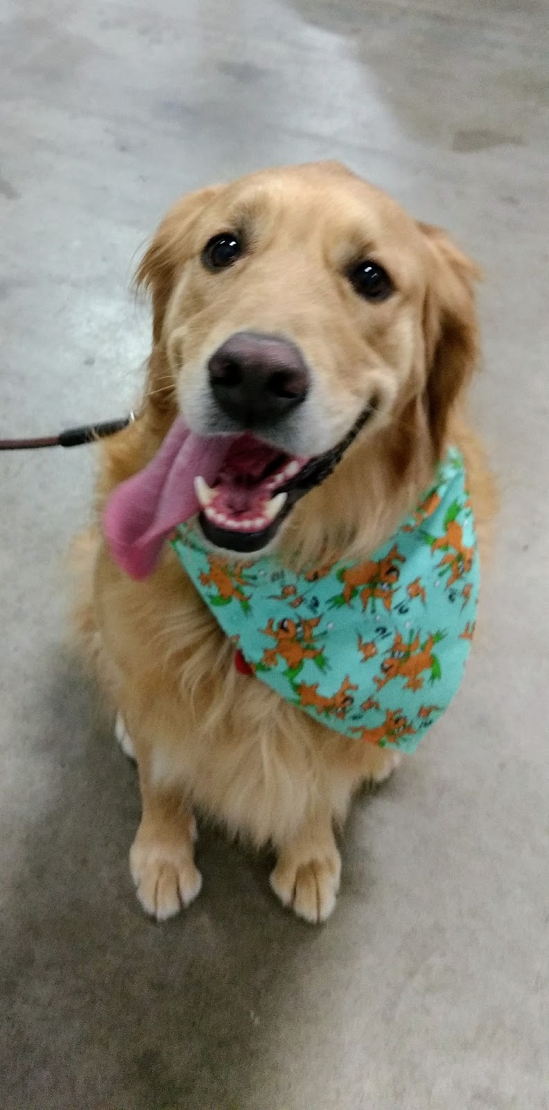 Pet Valu | 235 Guelph St, Georgetown, ON L7G 4A8, Canada | Phone: (905) 873-7407
