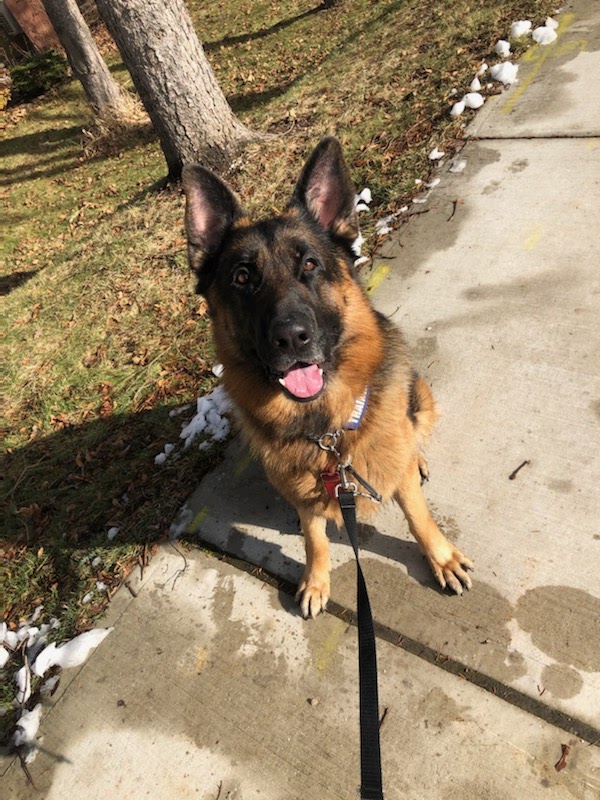 Aces High Dog Services | 162 Berry Rd, Etobicoke, ON M8Y 1W5, Canada | Phone: (416) 702-4106
