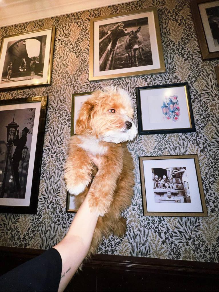 Maltese and poodle puppies for sale | 6780 Breanna Cardill St, Greely, ON K4P 0C1, Canada | Phone: (647) 547-2171