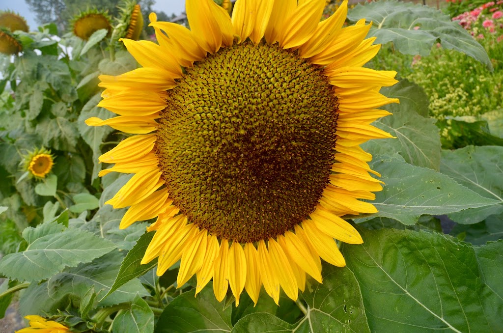 HappiLife Farm | 7702 Pemberton Meadows Rd, Pemberton, BC V0N 2L2, Canada | Phone: (604) 932-7844