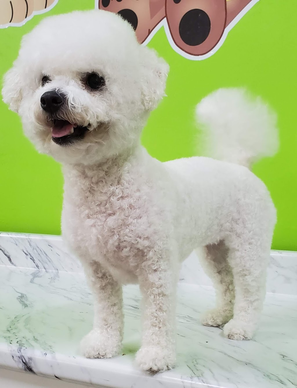 Pet Solutions Canada | 3350 Dufferin St, North York, ON M6A 3A4, Canada | Phone: (416) 787-3200