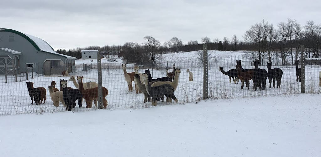 Kickin Back Alpaca Ranch | 734762 W Back Line, Markdale, ON N0C 1H0, Canada | Phone: (519) 986-3758