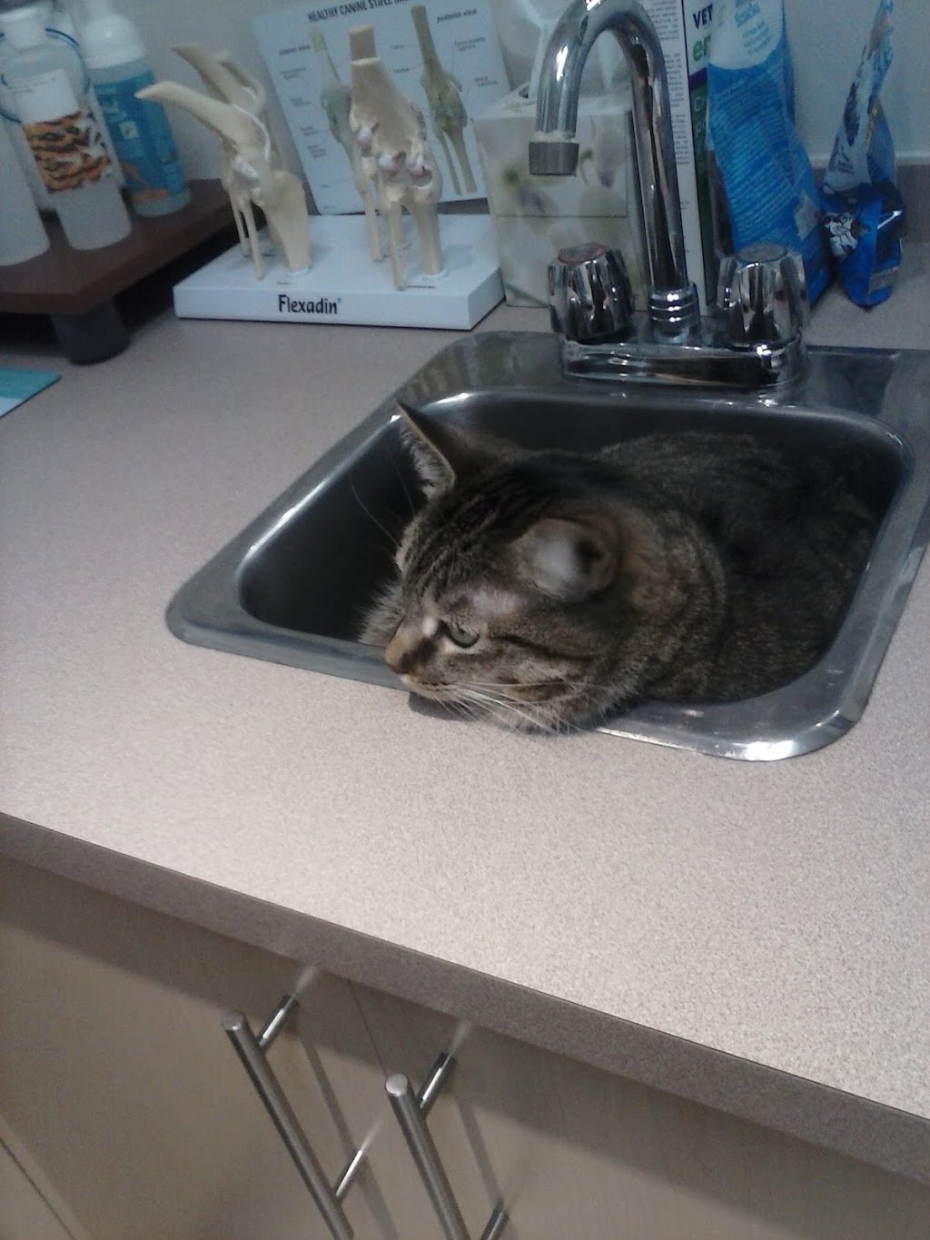 Veterinary Hospital Taché | 345 Boul Alexandre-Taché, Gatineau, QC J9A 1M3, Canada | Phone: (819) 777-5583