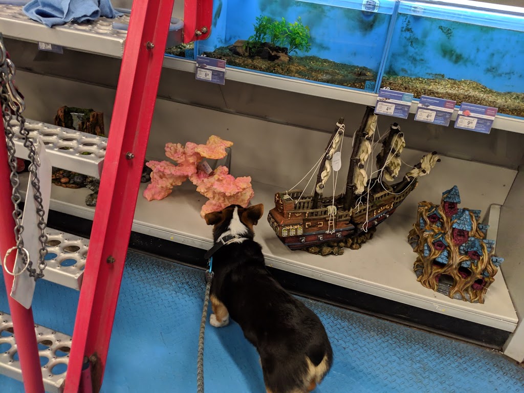 PetSmart | 4379 Guide Meridian St, Bellingham, WA 98226, USA | Phone: (360) 738-9653