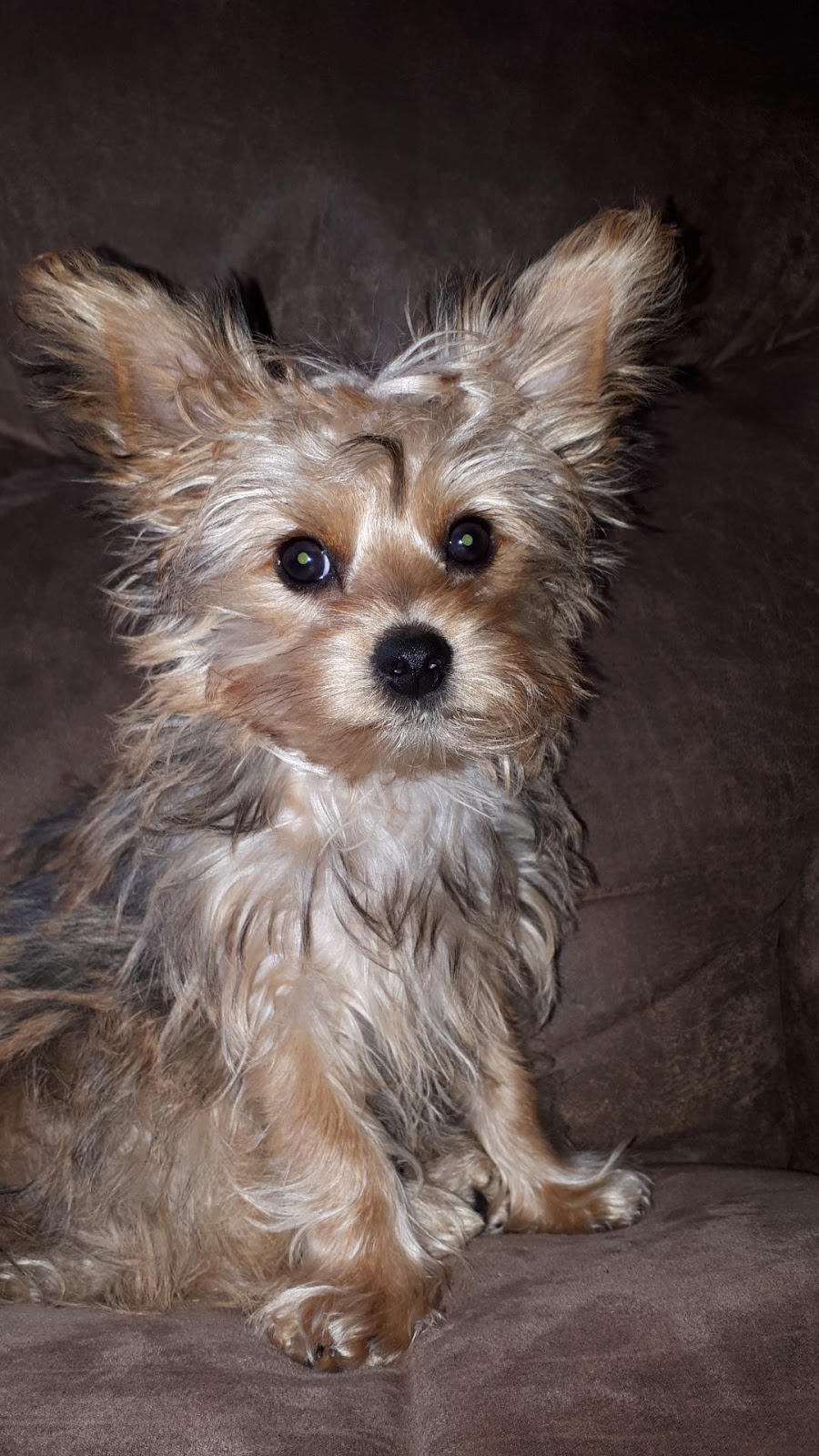 Furever Country Grooming Salon | 1650 Erbs Rd, St. Agatha, ON N0B 2L0, Canada | Phone: (519) 998-9685