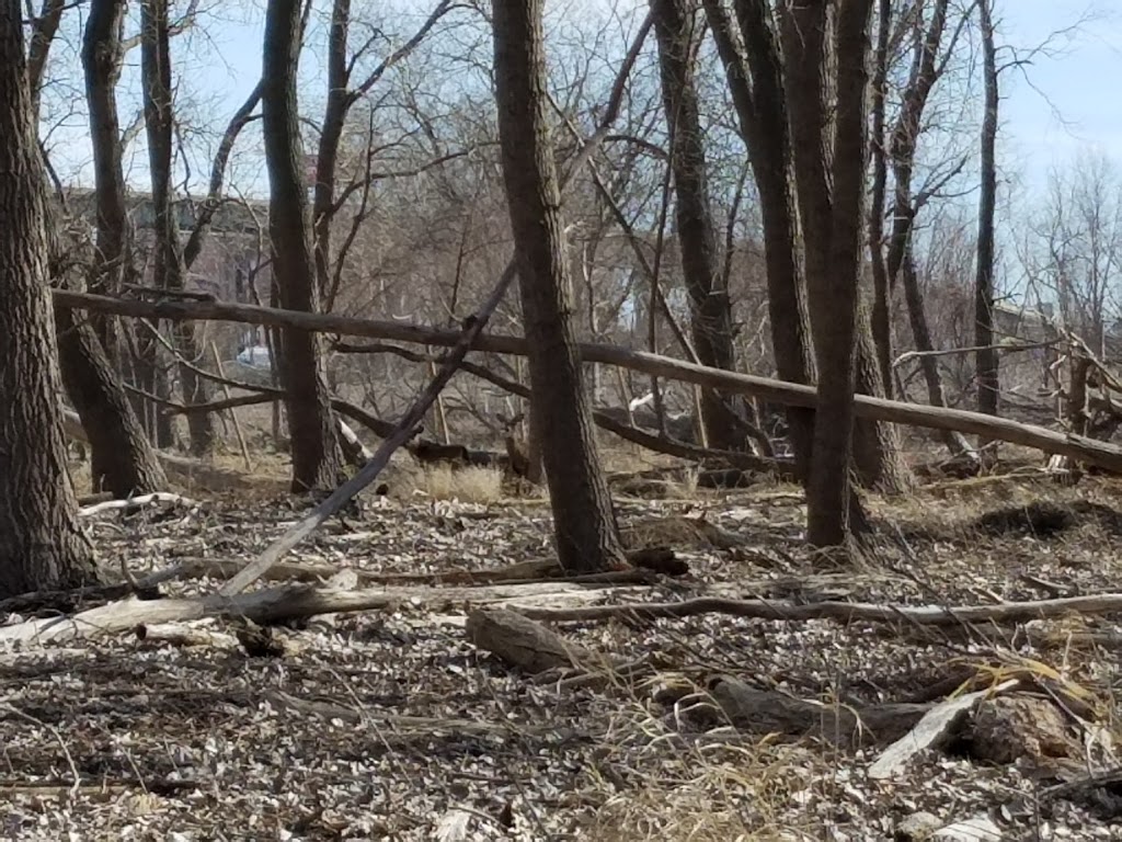 Times Beach Nature Preserve | Coast Guard Station S Rd, Buffalo, NY 14203, USA | Phone: (716) 896-1271