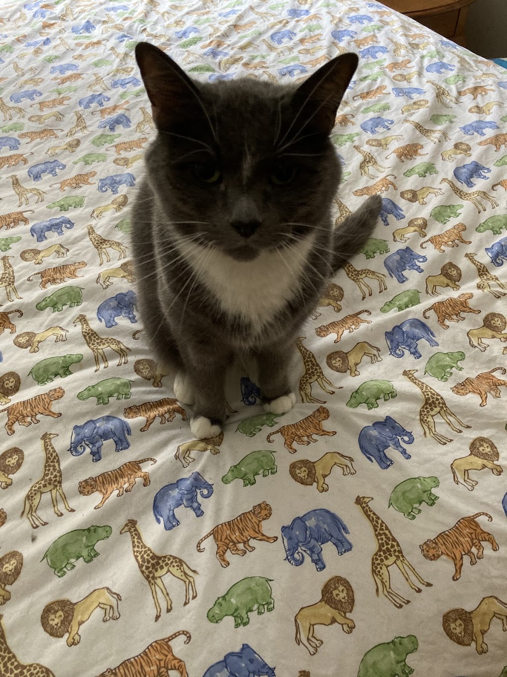 Manotick Cat Boarding | S Island Park Dr, Ottawa, ON K4M 1J2, Canada | Phone: (613) 807-7597