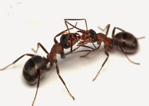 ECRN Extermination | dOka, 1005 Chem. dOka, Deux-Montagnes, QC J7R 1L9, Canada | Phone: (855) 598-2626