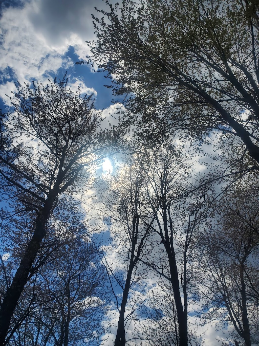 Bnl trees and landscaping | 82 Margaret Dr, North Bay, ON P1B 8G5, Canada | Phone: (249) 358-5953