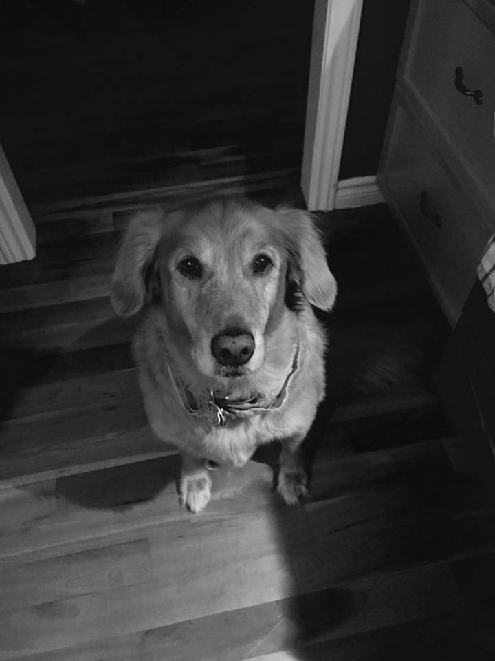Veterinary Hospital Portage | 788 Montée de St Sulpice, LAssomption, QC J5W 0M6, Canada | Phone: (450) 589-3533