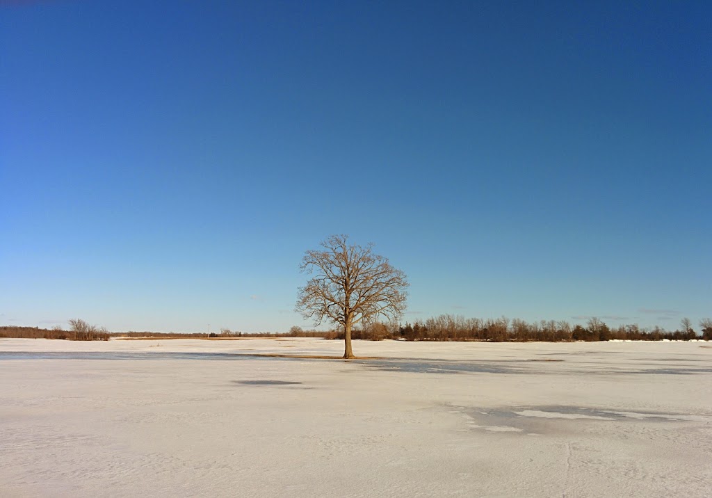 Willowlee Sod Farms Limited | 907 Victoria Rd, Ameliasburgh, ON K0K 1A0, Canada | Phone: (613) 966-0338
