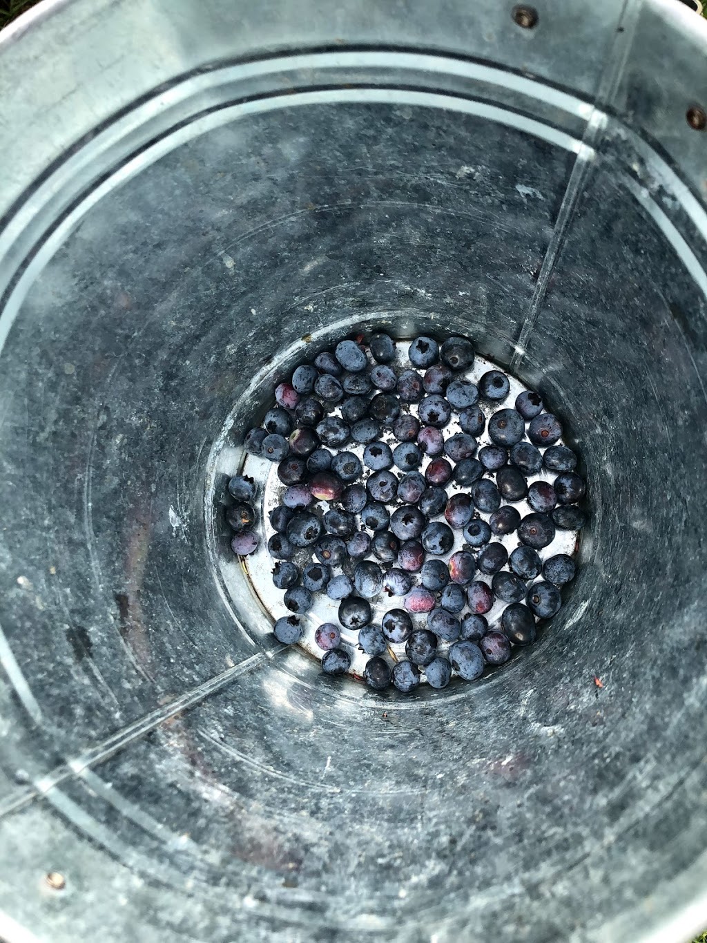 Meanwhile Blueberry Farm | 2779 Herald Rd, Sharon, ON L0G 1V0, Canada | Phone: (905) 392-7644