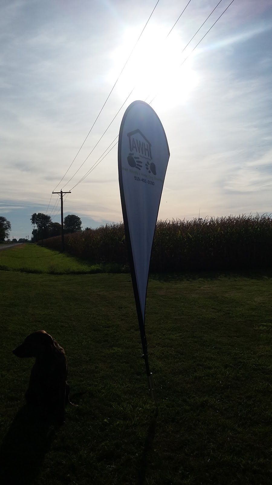 Aunt Wendys Home Dog Boarding | 8443 Heritage Line, Wallaceburg, ON N8A 4L3, Canada | Phone: (519) 401-3180