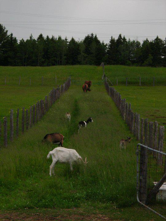 La ferme Aux toits verts | 370 Rang du Brûlé, Pont-Rouge, QC G3H 1C1, Canada | Phone: (418) 873-8648