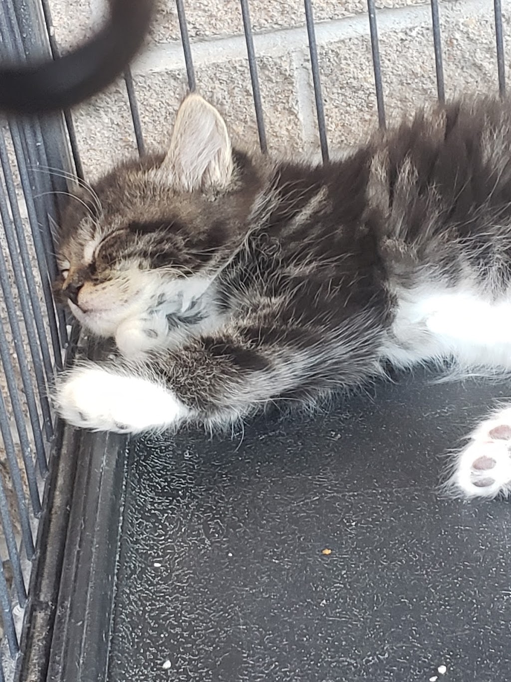 Pet Valu | 38 George St Unit 130, New Glasgow, NS B2H 2K1, Canada | Phone: (902) 752-7531