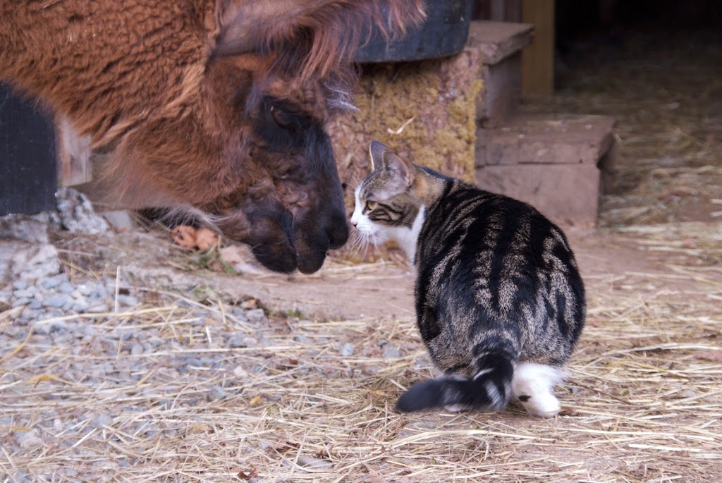 Woosterville Mini-Llama Farm | 4135 Hillbank Rd, Duncan, BC V9L 6M1, Canada | Phone: (250) 815-0210