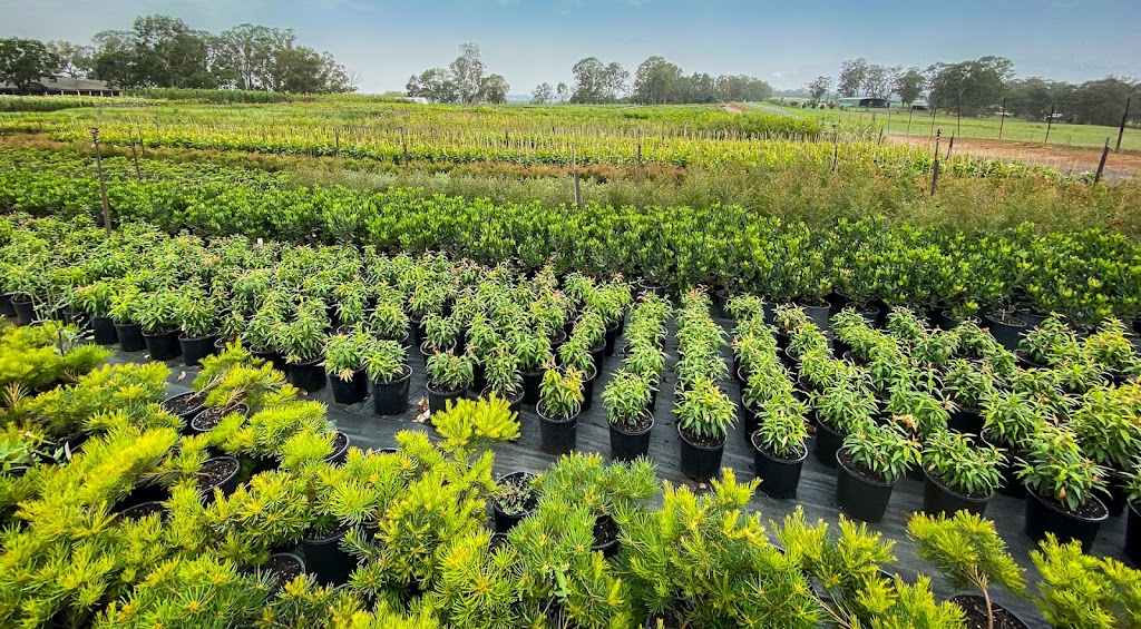 Plumeria Nursery | 7181 264 St, Langley Twp, BC V4W 1P8, Canada | Phone: (604) 615-0466