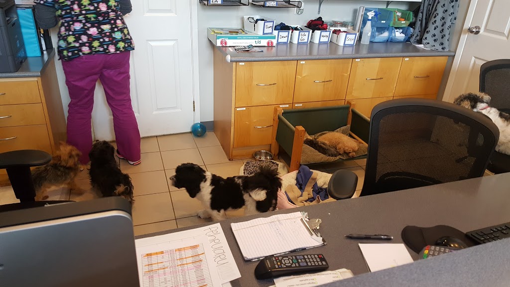 Bayview Hill Animal Hospital | 9912 Bayview Ave, Richmond Hill, ON L4C 2L3, Canada | Phone: (905) 508-1991