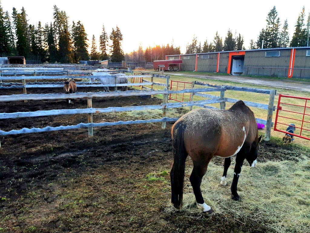 James River Horse Palace | Mountain View County, AB T0M 1C0, Canada | Phone: (403) 638-9494