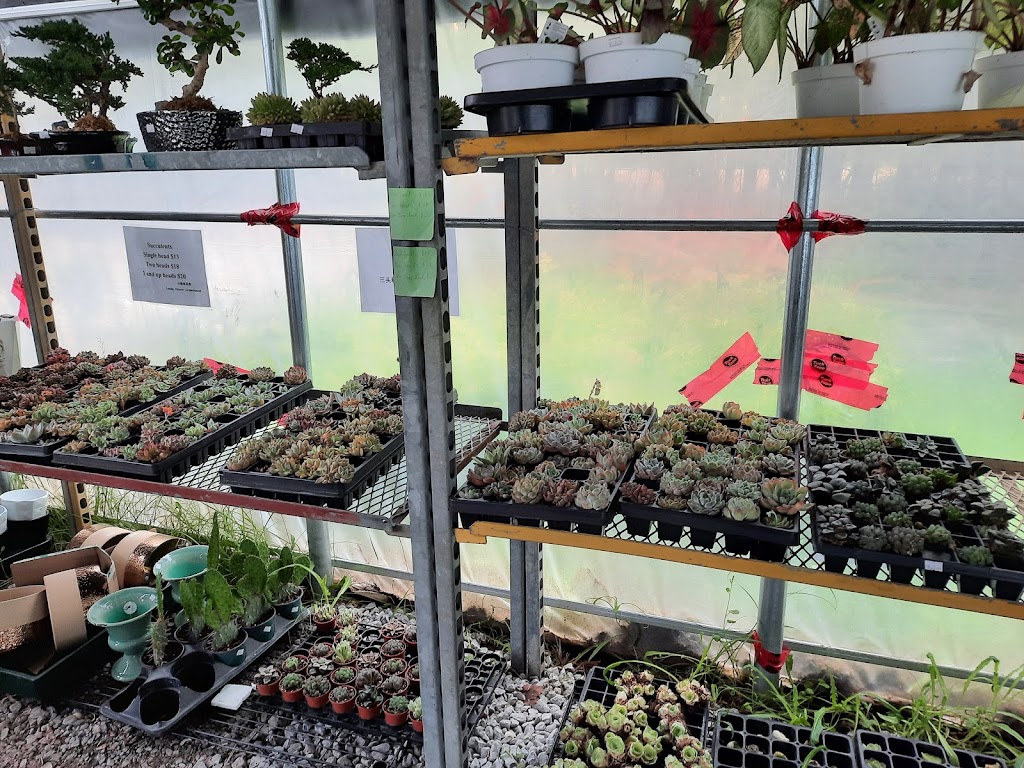 Lucky FLower Greenhouse 小确幸花房 | 4910 Elgin Mills Rd E, Markham, ON L6C 1L5, Canada | Phone: (416) 567-5500