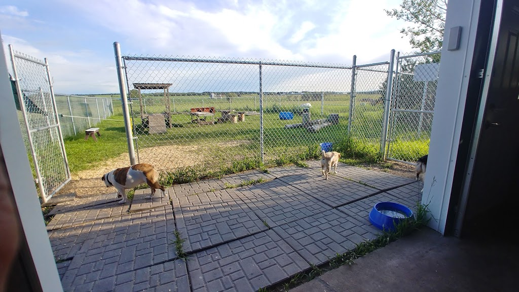Cairdeas Kennel | 1245 Township Rd 352, Red Deer County, AB T4G 0H7, Canada | Phone: (403) 550-7512