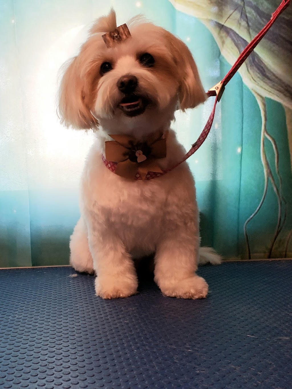 Jens Dog Grooming | 551 9th Concession RR2, Westport, ON K0G 1X0, Canada | Phone: (613) 876-0362