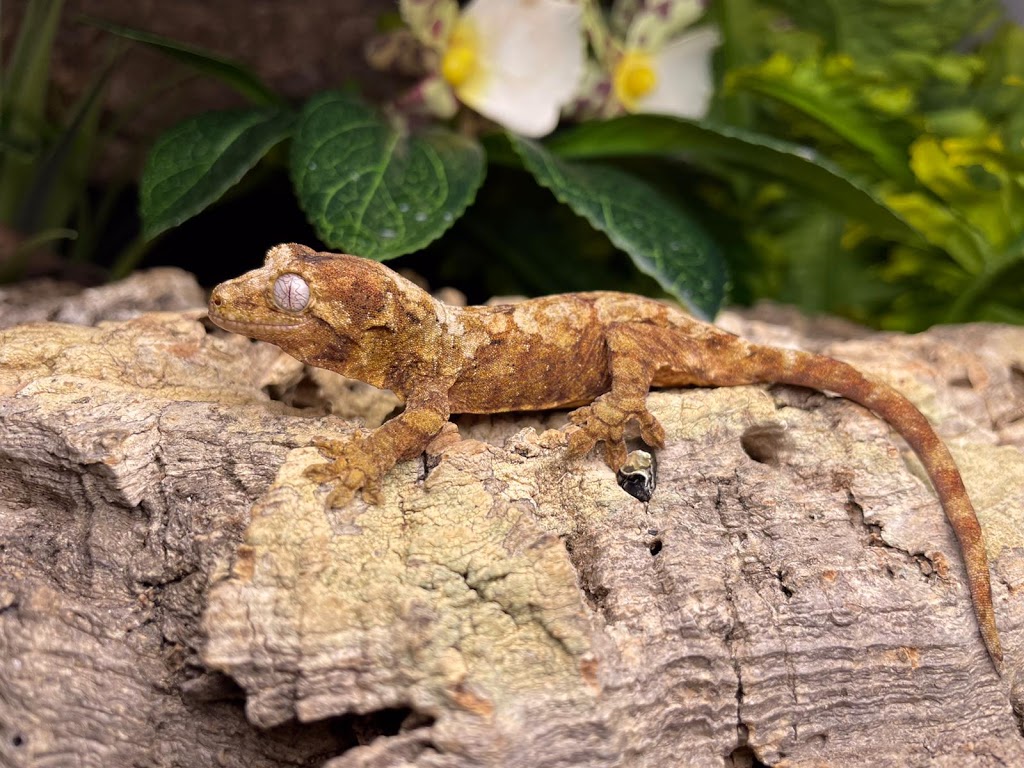 Reptile Mart | 550 Alden Rd unit 108, Markham, ON L3R 6A8, Canada | Phone: (647) 354-8848