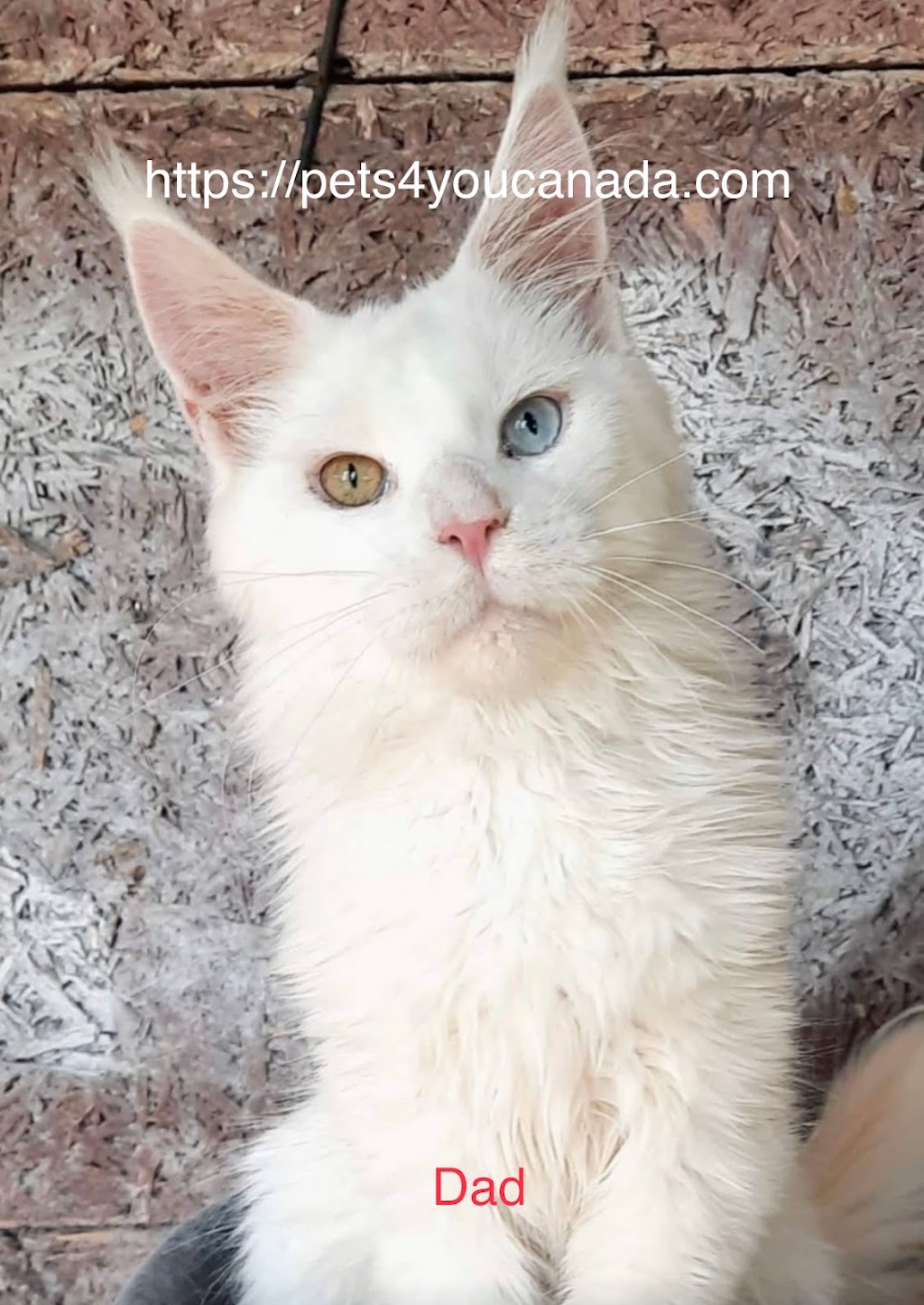 Pets4You Canada Inc. | 10 Cecile Dr, Kitchener, ON N2M 1V3, Canada | Phone: (519) 716-8885