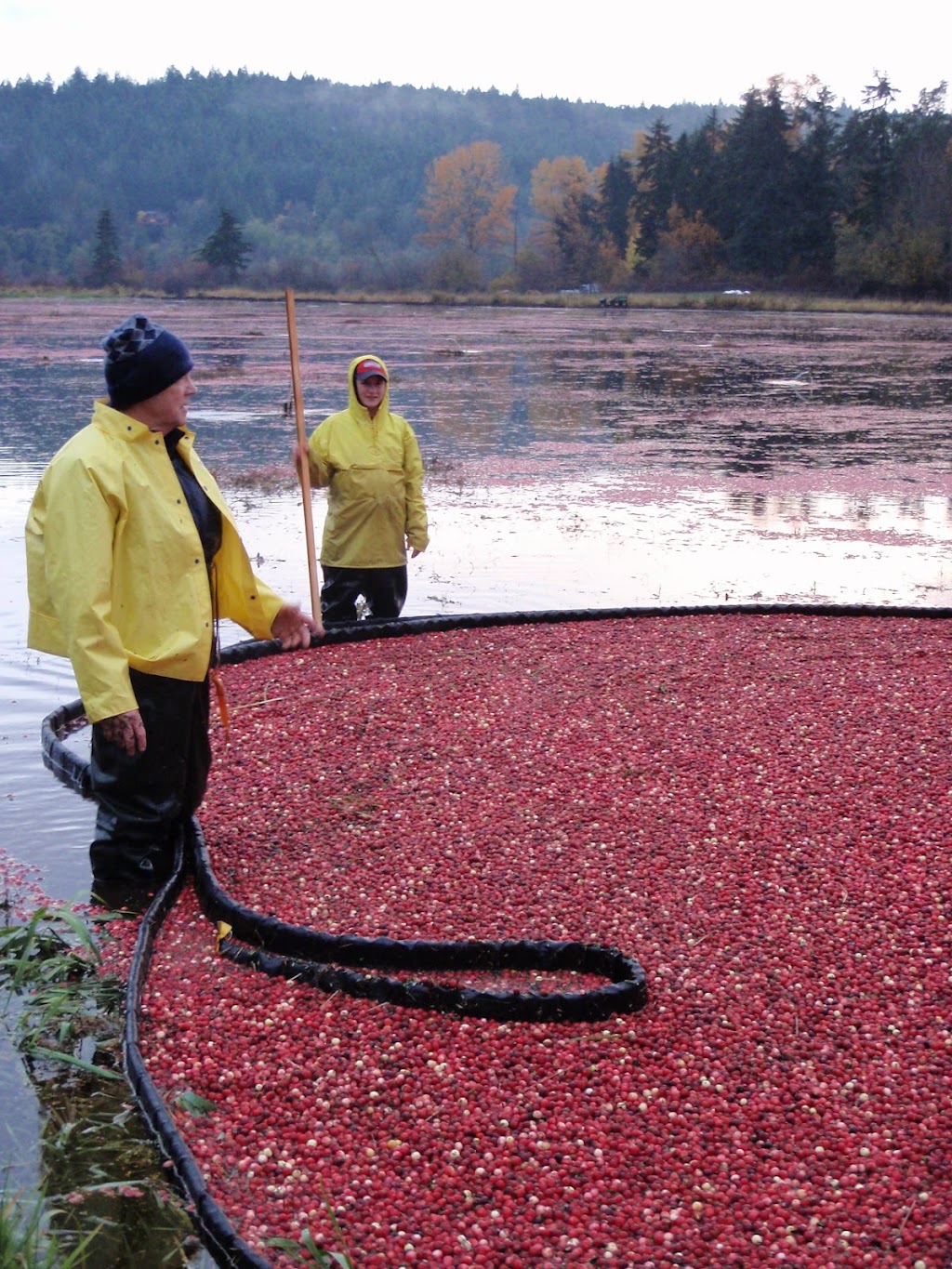Yellow Point Cranberries | 4532 Yellow Point Rd, Ladysmith, BC V9G 1G5, Canada | Phone: (250) 245-5283