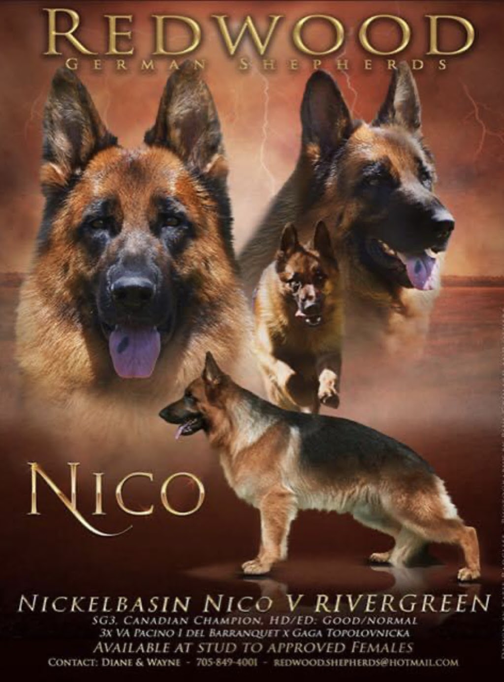 Redwood German shepherds kennel | 100 Hwy 17, Walford, ON P0P 2E0, Canada | Phone: (705) 849-4001
