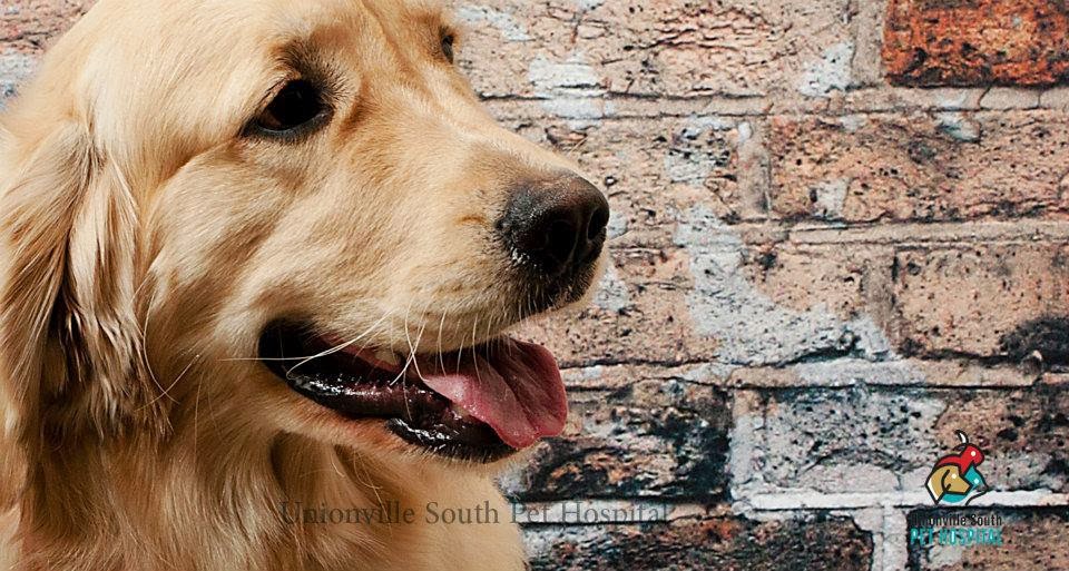 Unionville South Pet Hospital | 4721 Hwy 7, Unionville, ON L3R 1M7, Canada | Phone: (905) 604-5604