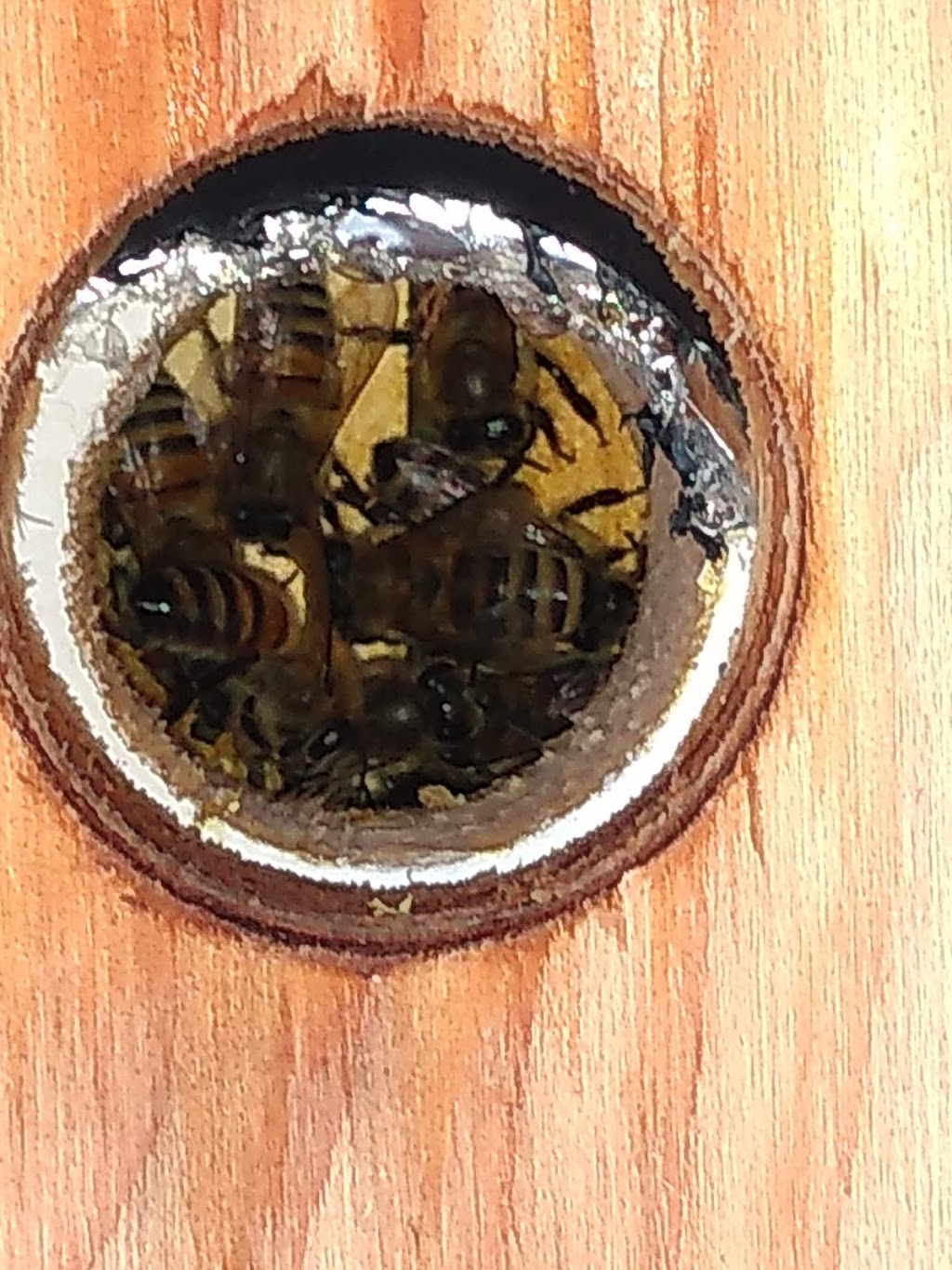 Martindale Apiary | 373 Martindale Rd, St. Catharines, ON L2N 0A3, Canada | Phone: (905) 937-5577