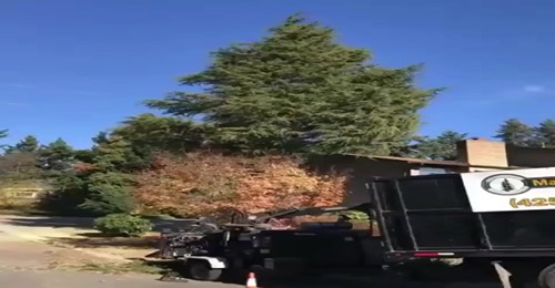 Arborcorp Tree Experts | 251 Third Line, Oakville, ON L6L 4A2, Canada | Phone: (905) 827-9103