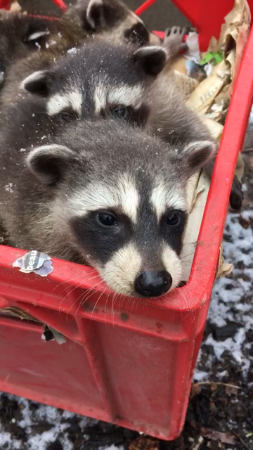 Georgetown Ontario Gunning Wildlife Removal & Pest Control | 9 Gollop Crescent, Georgetown, ON L7G 5P1, Canada | Phone: (289) 987-0390