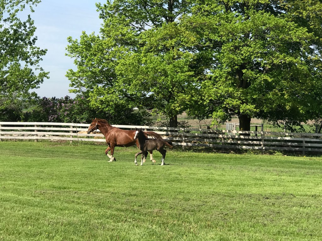 Ferguson Equine Veterinary Services | 873164 5th Line EHS, Mono, ON L9W 6A4, Canada | Phone: (519) 941-9111